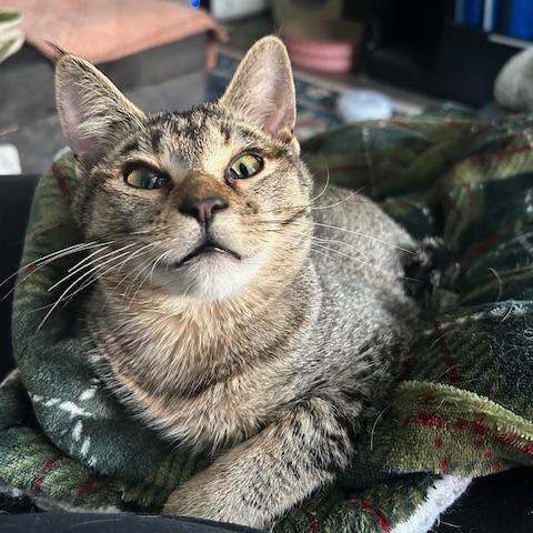 Enlarge Boogie, a Adoptable Domestic Short Hair in Las Vegas, NV image 2/6