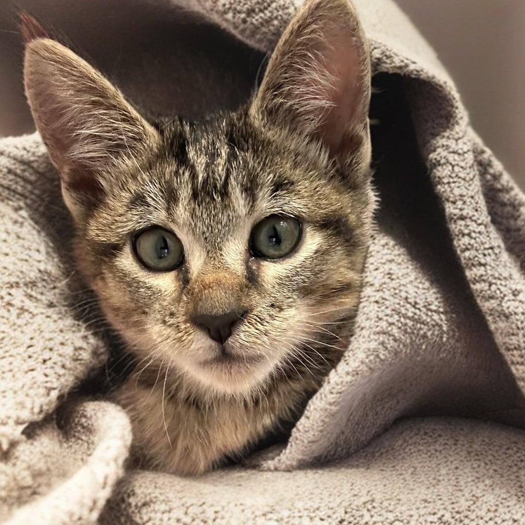 Enlarge Boogie, a Adoptable Domestic Short Hair in Las Vegas, NV image 3/6