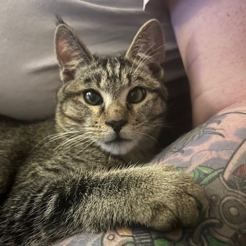 Enlarge Boogie, a Adoptable Domestic Short Hair in Las Vegas, NV image 4/6