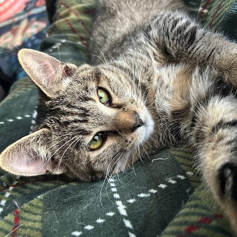 Enlarge Boogie, a Adoptable Domestic Short Hair in Las Vegas, NV image 5/6