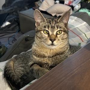 Enlarge Boogie, a Adoptable Domestic Short Hair in Las Vegas, NV image 6/6