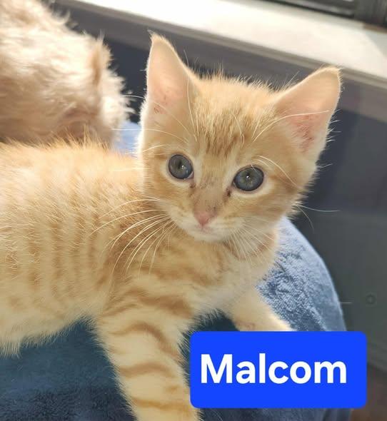 Malcolm