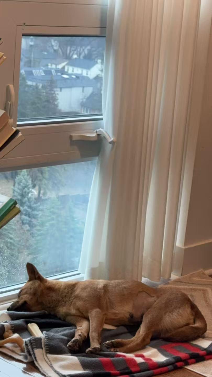 Enlarge Amber, an adopted Mixed Breed in Markham, ON image 3/3