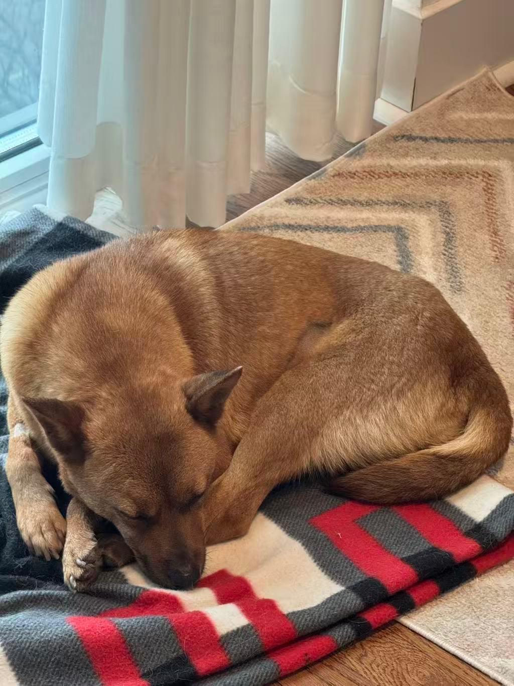 Amber, adopted, Young Female Mixed Breed.