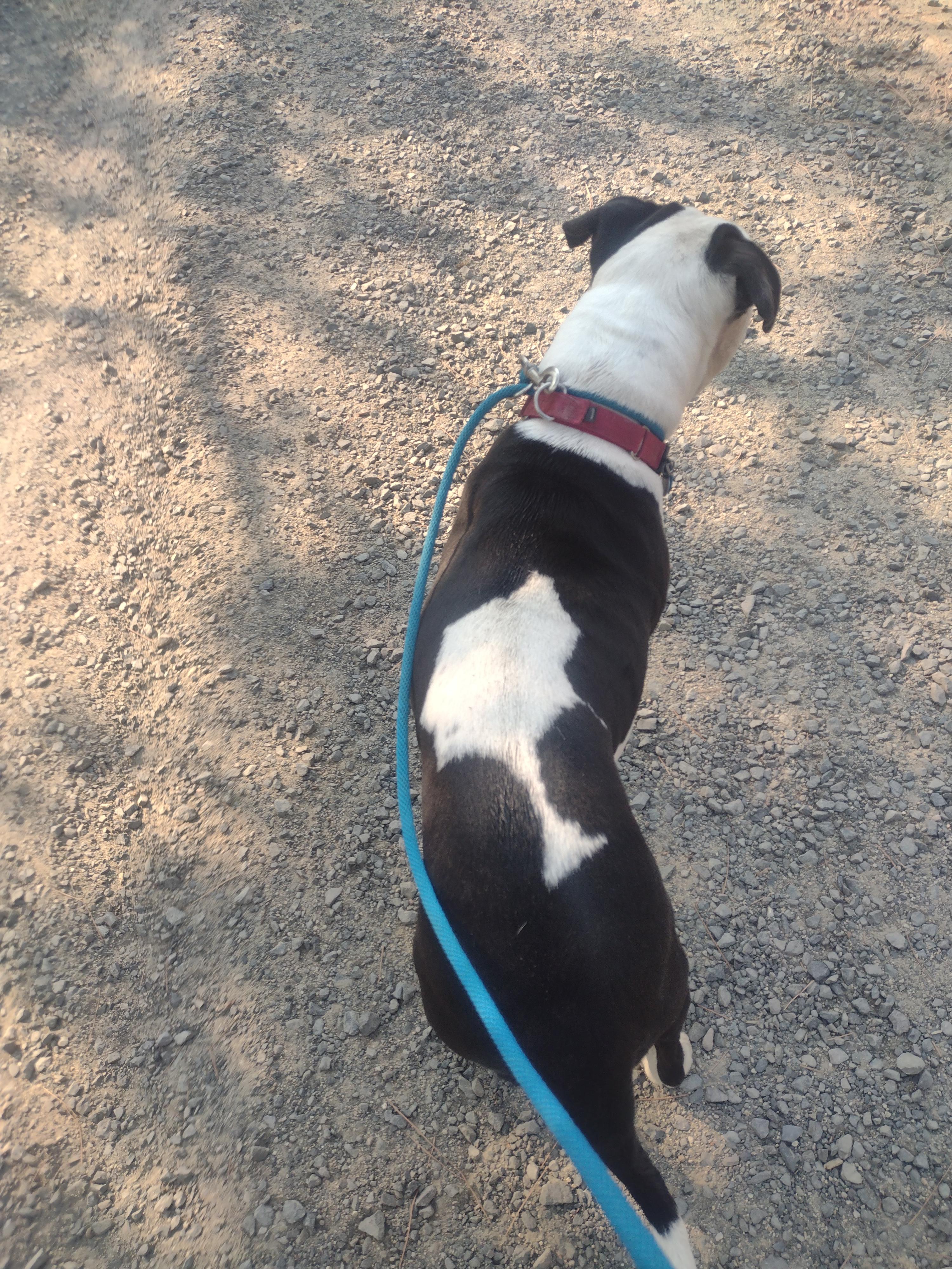 Stella, a Adoptable mixed breed in Hornbrook, CA image 6/6