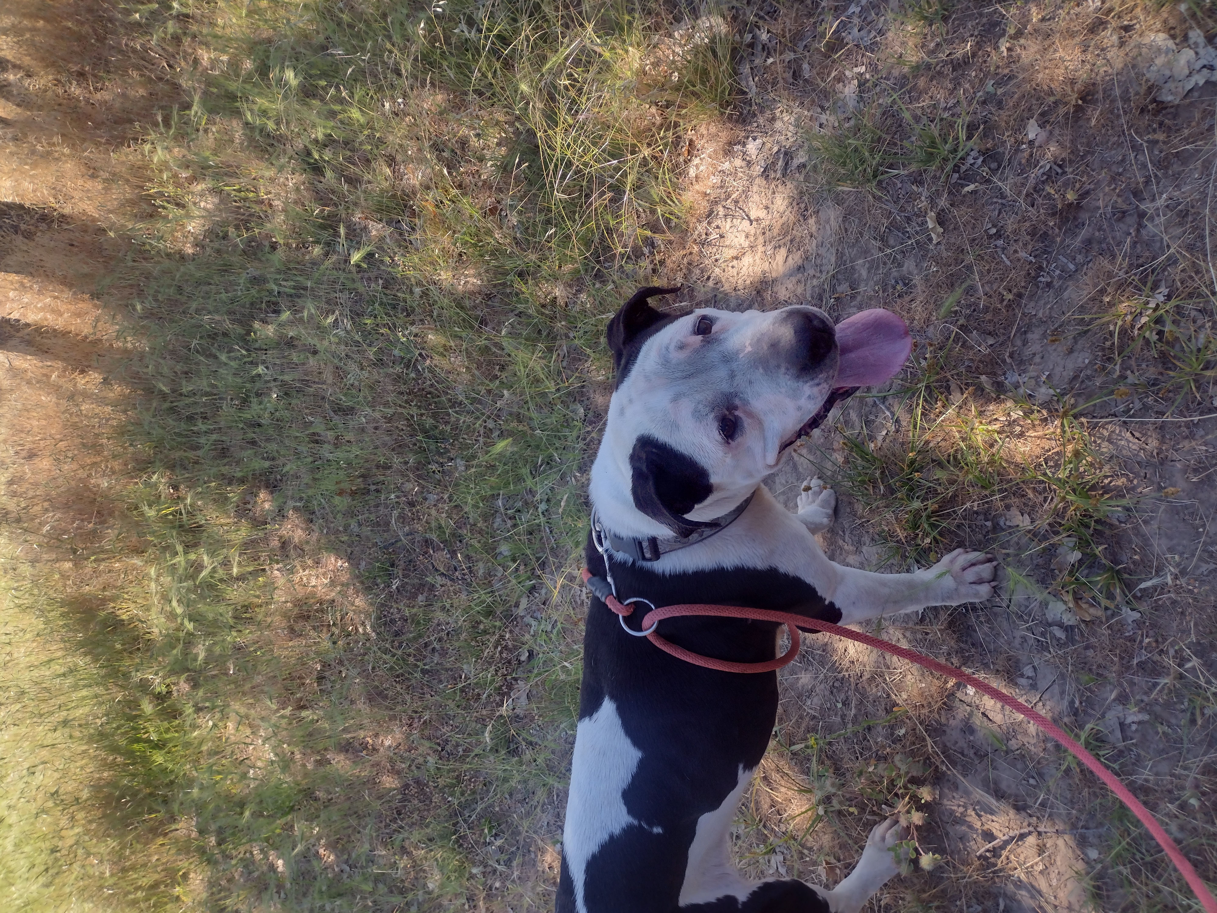 Stella, a Adoptable mixed breed in Hornbrook, CA image 2/6