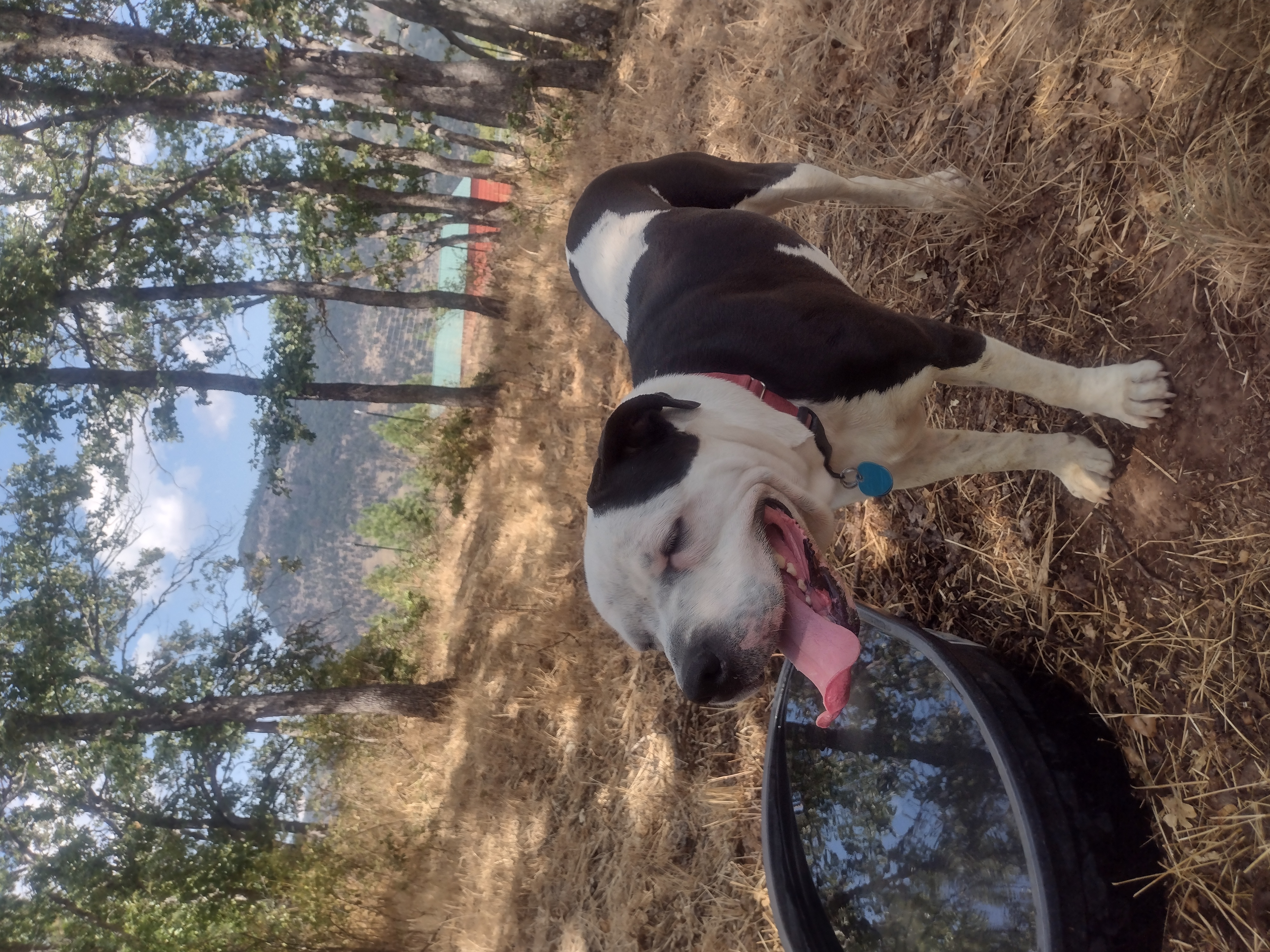 Stella, a Adoptable mixed breed in Hornbrook, CA image 5/6