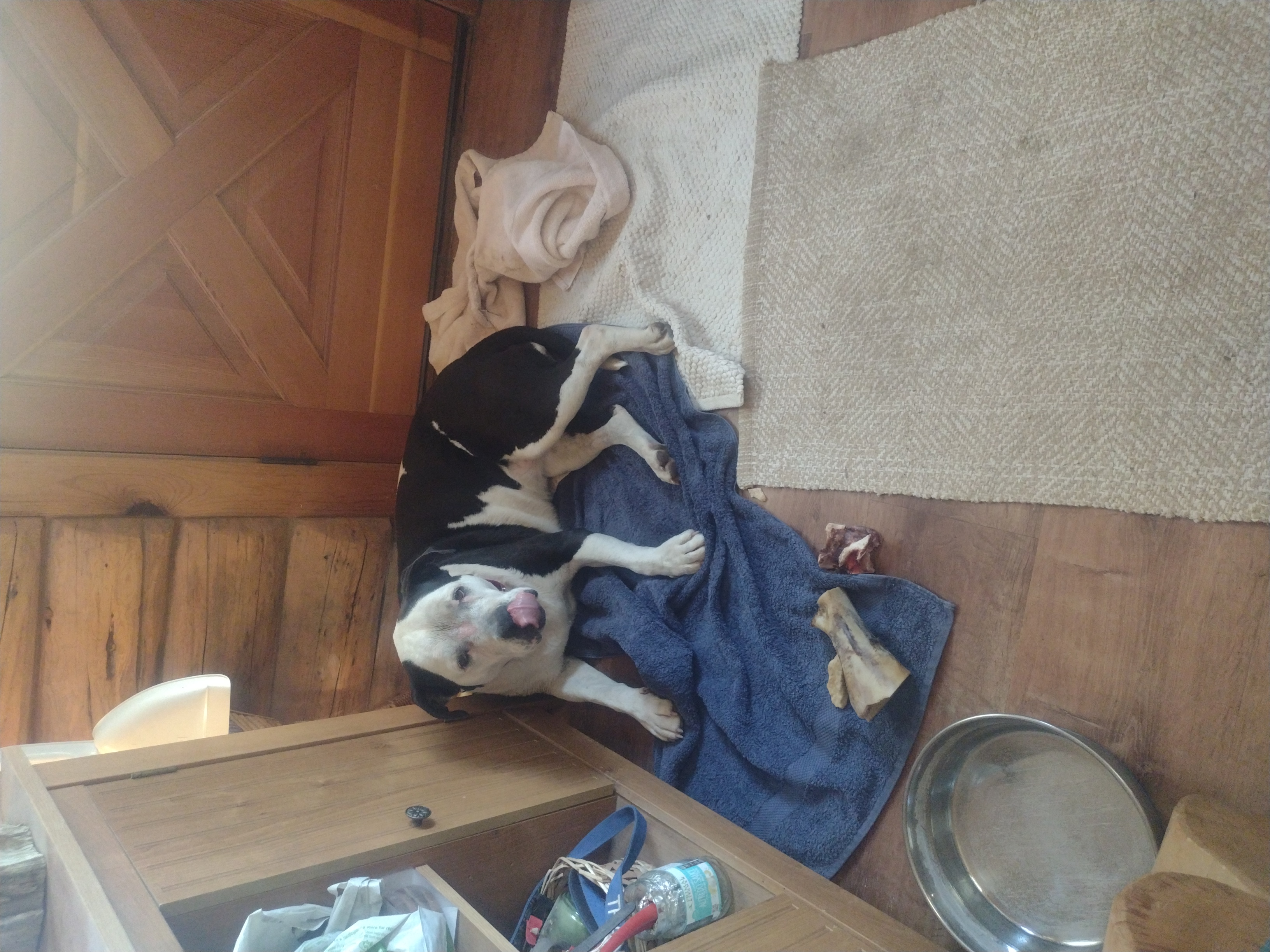 Stella, a Adoptable mixed breed in Hornbrook, CA image 1/6