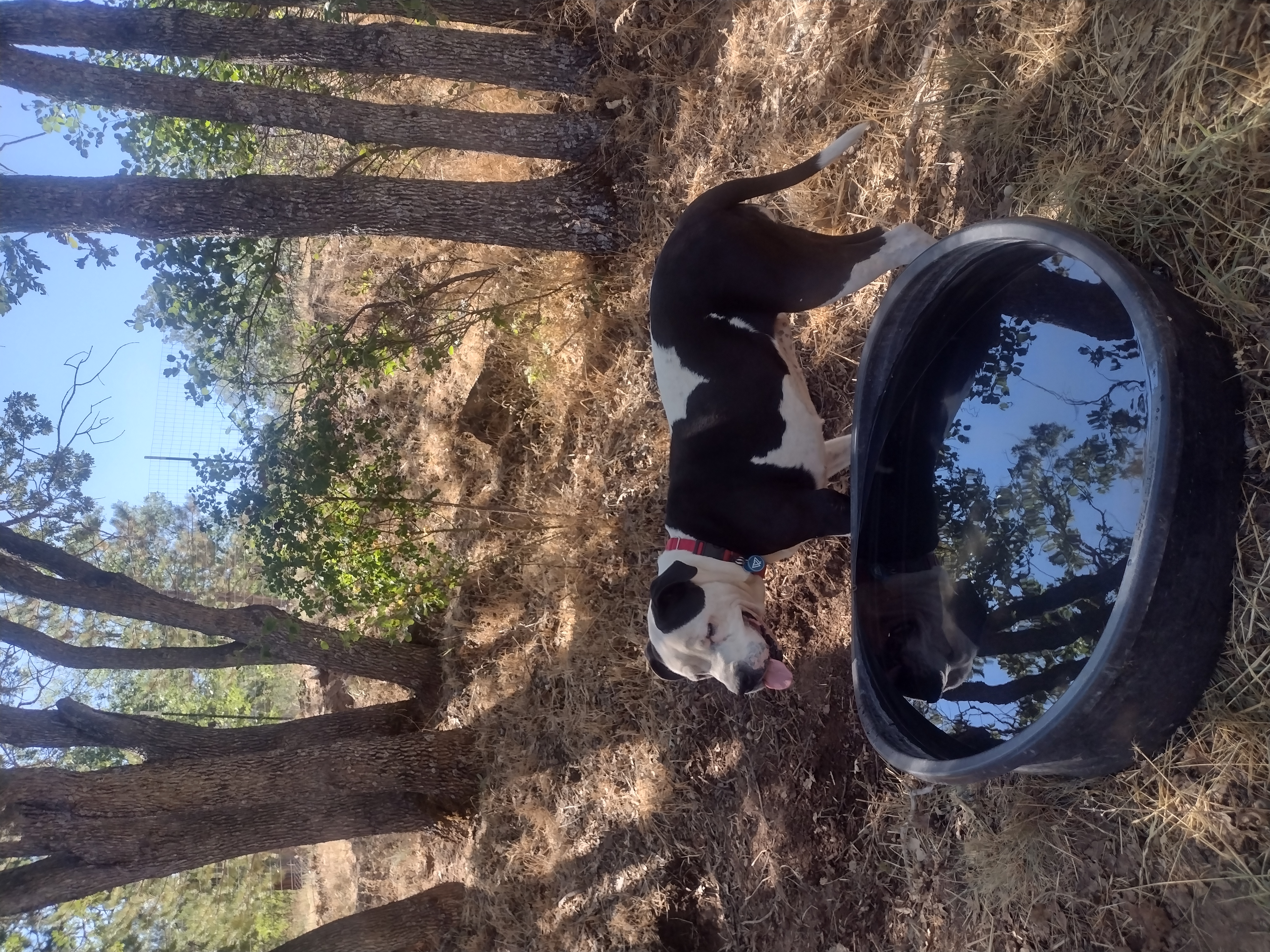 Stella, a Adoptable mixed breed in Hornbrook, CA image 3/6