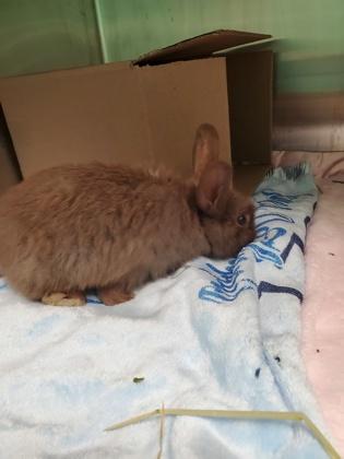 Baby Rae, Adoptable, Young Female American.