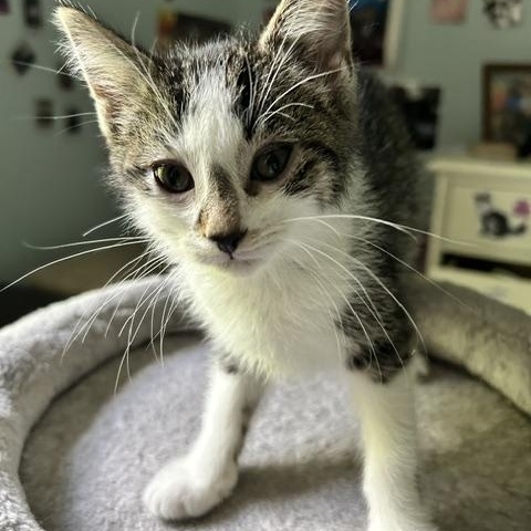 Casey, ADOPTABLE, Kitten Female Domestic Short Hair.