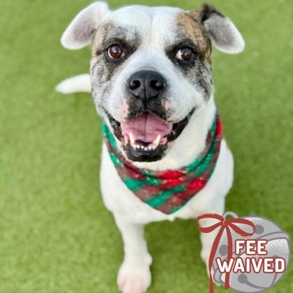 Fido, Adoptable, Adult Male Boxer & Mixed Breed.