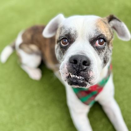 Enlarge Fido, a Adoptable mixed breed in Largo, FL image 2/3