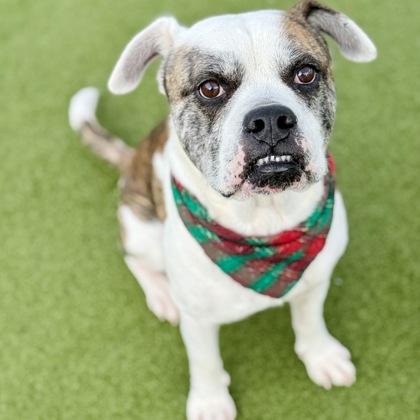 Enlarge Fido, a Adoptable mixed breed in Largo, FL image 3/3