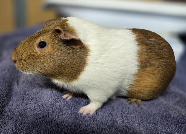 Gilda, Adoptable, Young Female Guinea Pig.