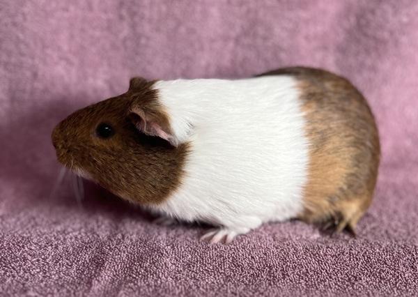 Enlarge Gilda, a Adoptable mixed breed in Monterey, CA image 2/5