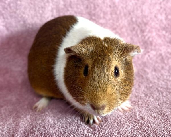 Enlarge Gilda, a Adoptable mixed breed in Monterey, CA image 3/5