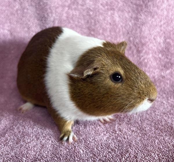 Enlarge Gilda, a Adoptable mixed breed in Monterey, CA image 4/5