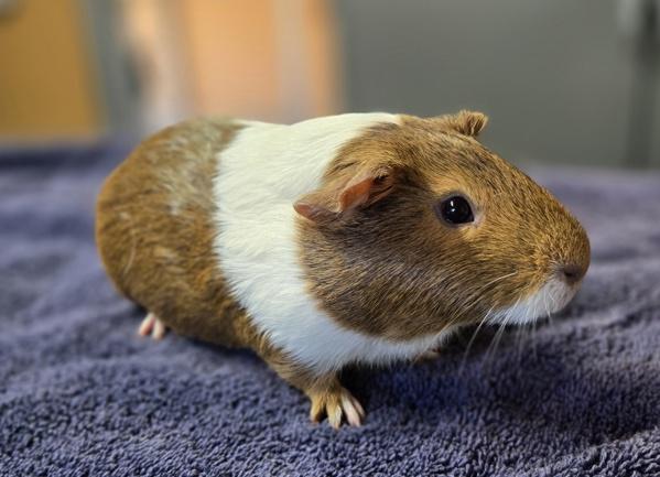 Enlarge Gilda, a Adoptable mixed breed in Monterey, CA image 5/5