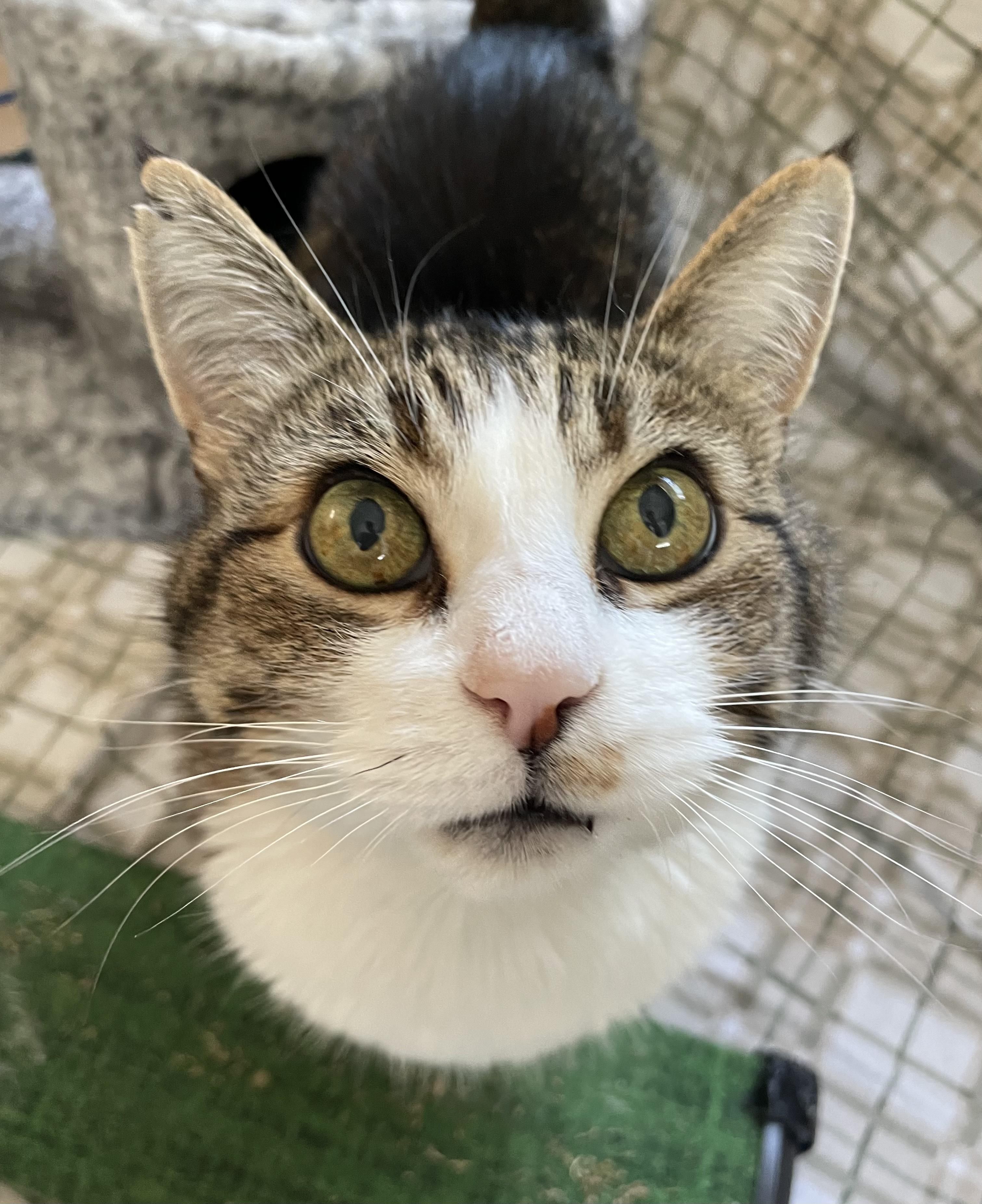 Myron, an adoptable Domestic Short Hair in Cranbrook, BC, V1C 6P7 | Photo Image 2