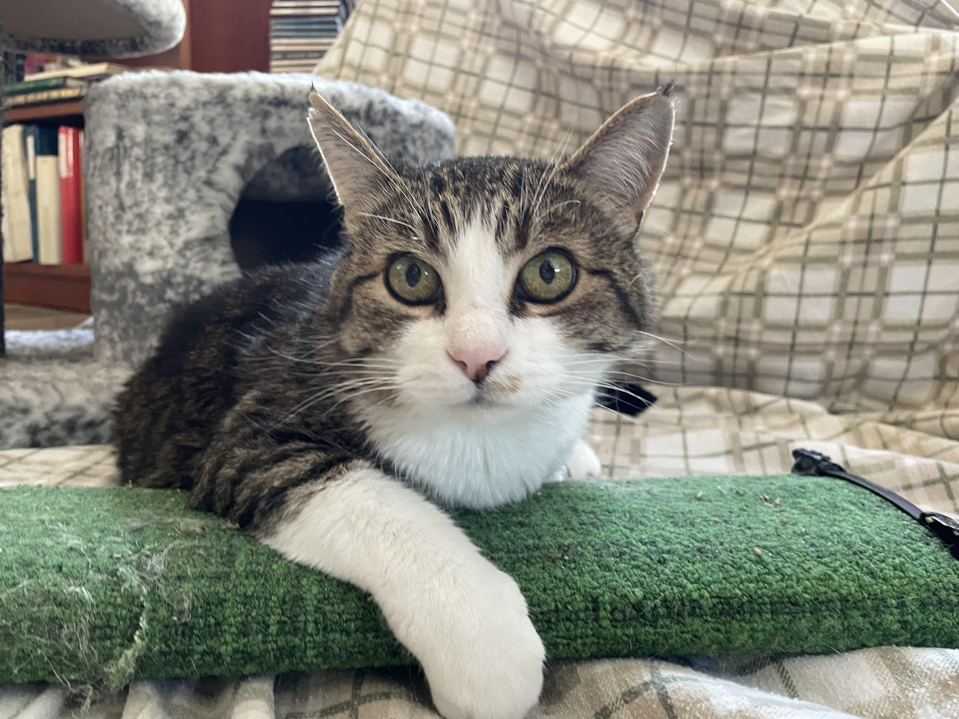 Myron, an adoptable Domestic Short Hair in Cranbrook, BC, V1C 6P7 | Photo Image 1