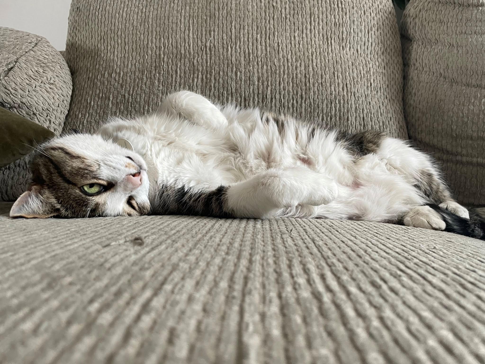 Myron, an adoptable Domestic Short Hair in Cranbrook, BC, V1C 6P7 | Photo Image 4