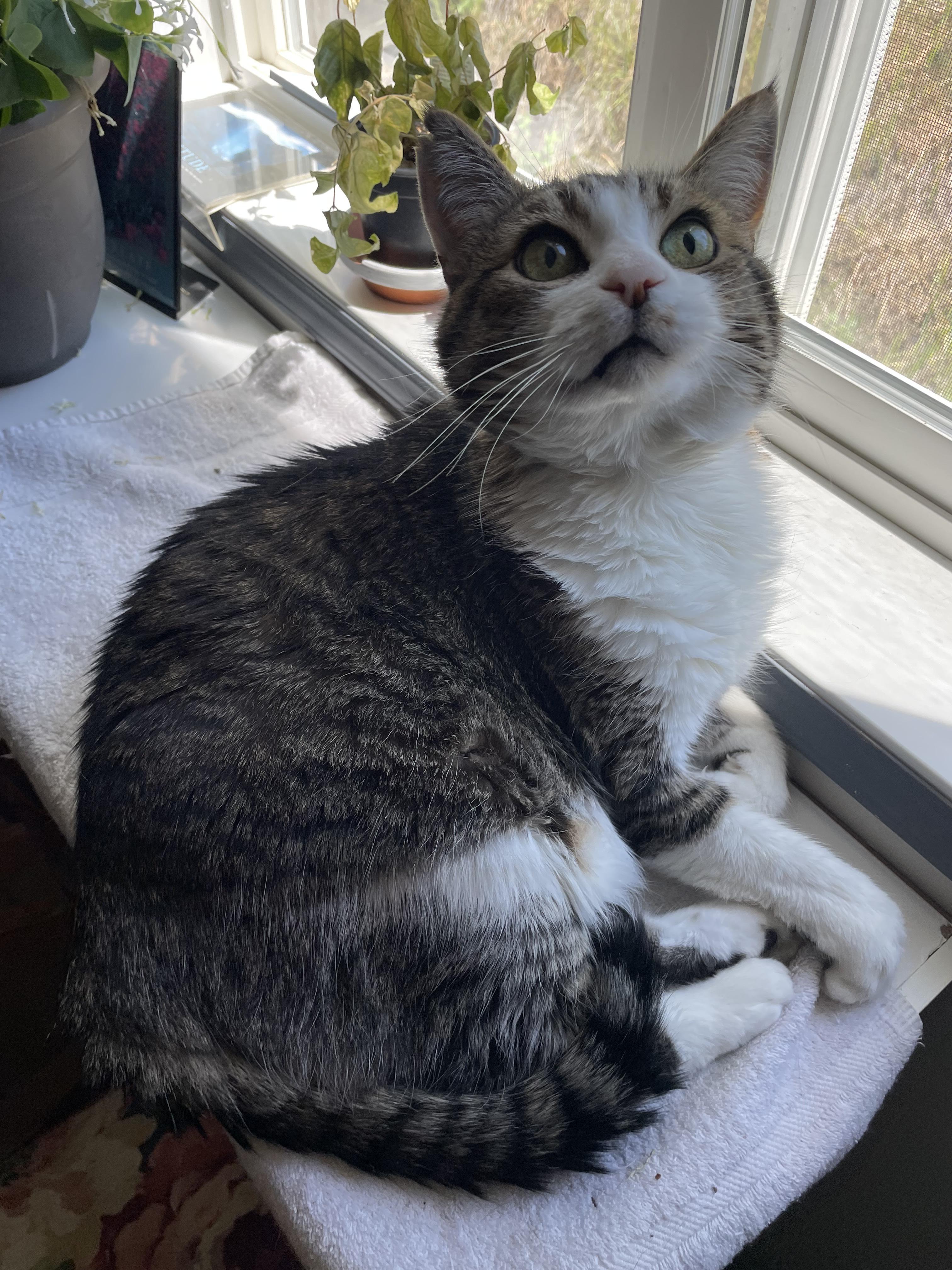 Myron, an adoptable Domestic Short Hair in Cranbrook, BC, V1C 6P7 | Photo Image 6