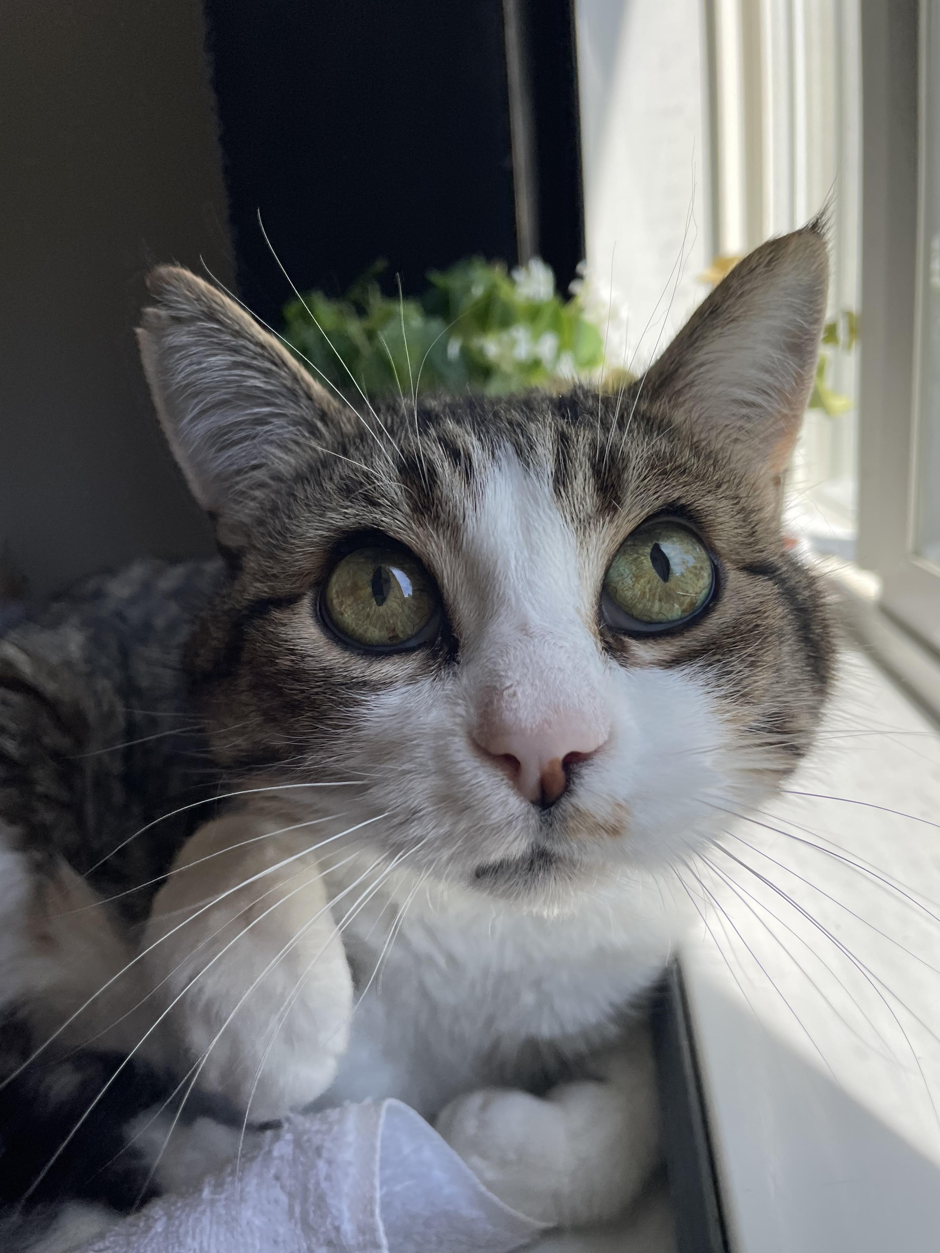 Myron, an adoptable Domestic Short Hair in Cranbrook, BC, V1C 6P7 | Photo Image 5