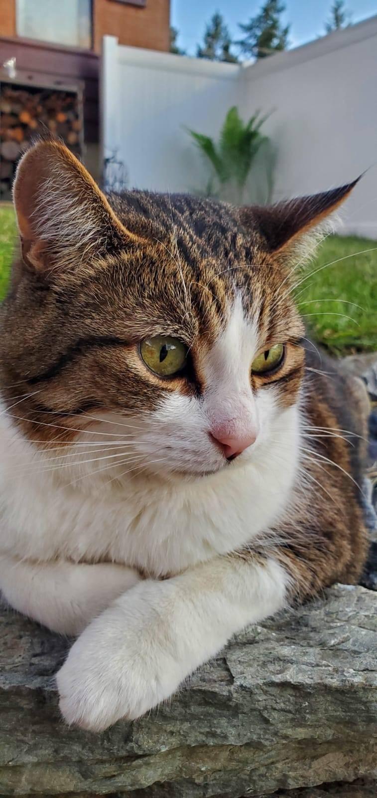 Myron, an adoptable Domestic Short Hair in Cranbrook, BC, V1C 6P7 | Photo Image 3