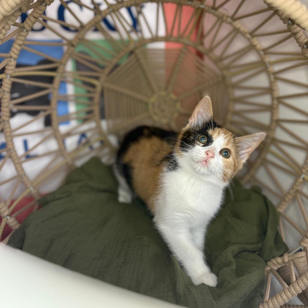 Kool Thing, Adoptable, Kitten Female Domestic Short Hair.