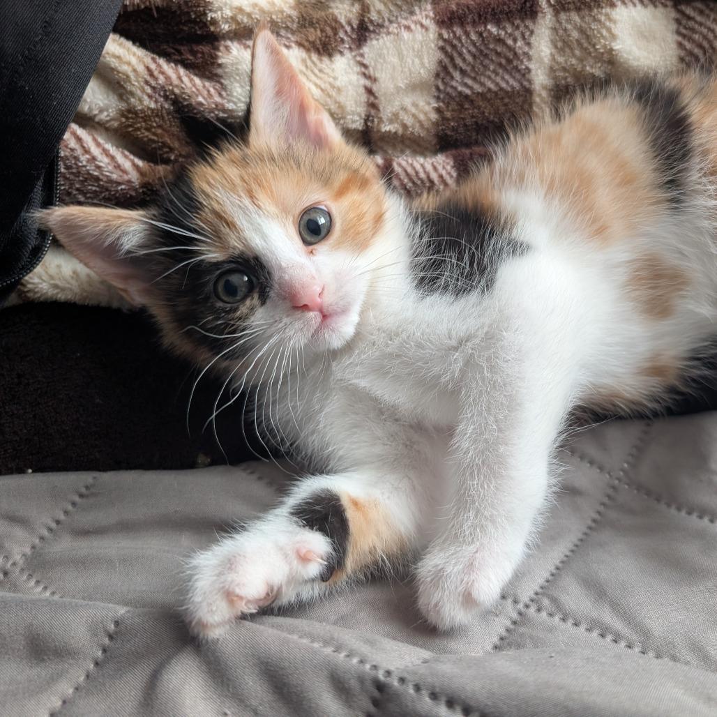 Enlarge Kool Thing, a Adoptable Domestic Short Hair in Lexington, KY image 1/1