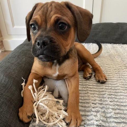 Bryce, a ADOPTABLE Mixed Breed in Chicago, IL image 1/4