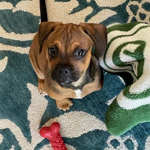 Bryce, a ADOPTABLE Mixed Breed in Chicago, IL image 3/4