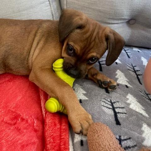 Bryce, a ADOPTABLE Mixed Breed in Chicago, IL image 4/4