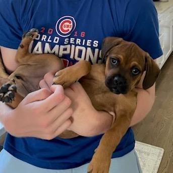 Bryce, a ADOPTABLE Mixed Breed in Chicago, IL image 2/4