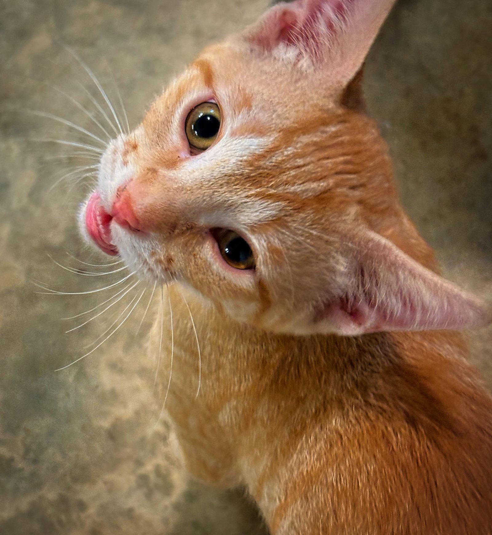 Enlarge Greg, a Adoptable mixed breed in Holly Springs, MS image 1/2