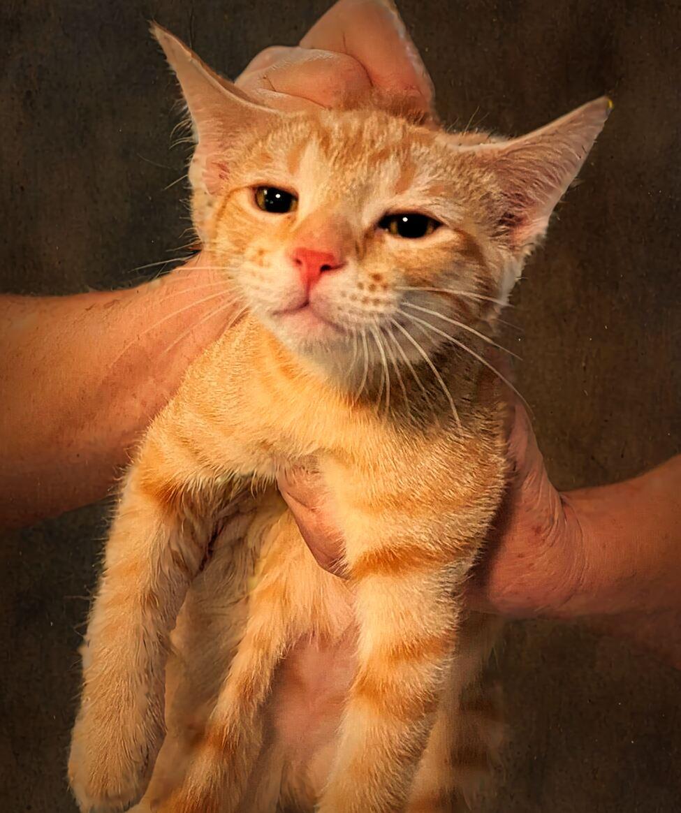 Enlarge Greg, a Adoptable mixed breed in Holly Springs, MS image 2/2