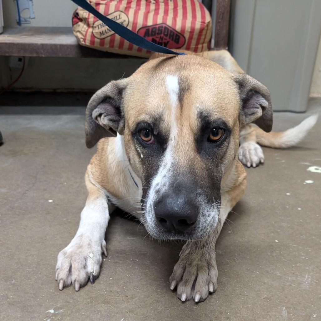 Benji, Adoptable, Adult Male Shepherd & Mixed Breed.