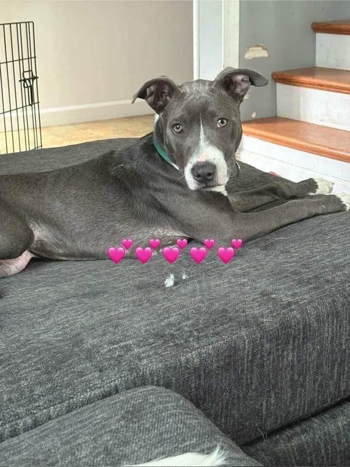 Enlarge Harley, a Adopted Pit Bull Terrier in Terre Haute, IN image 1/2