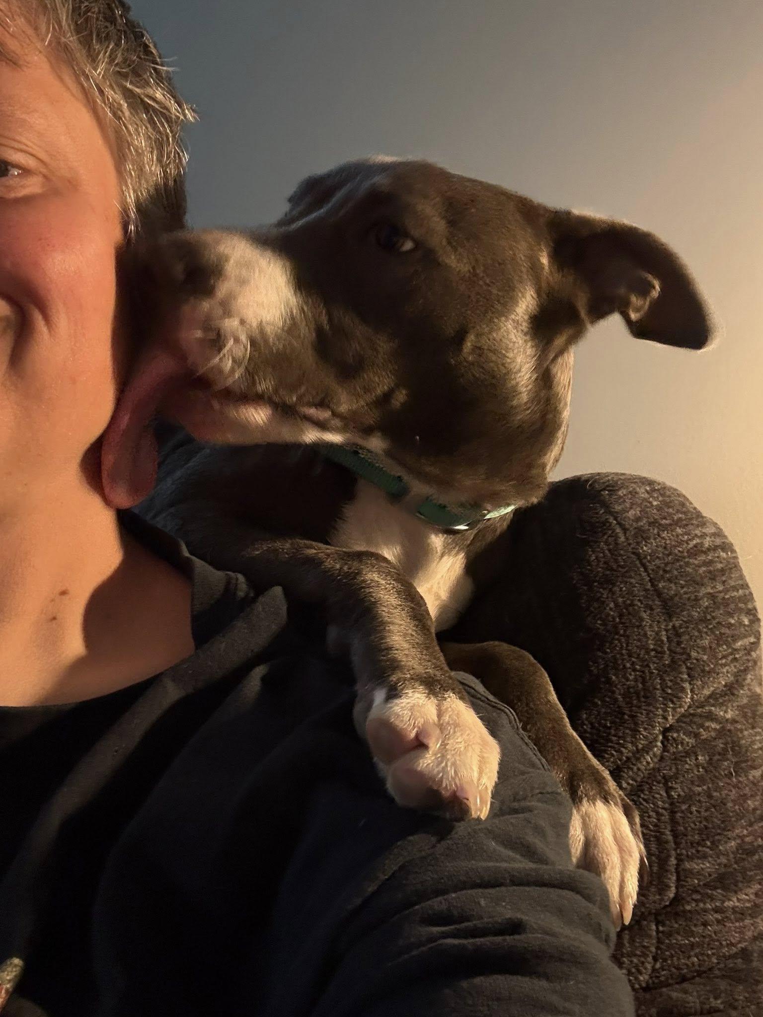 Enlarge Harley, a Adopted Pit Bull Terrier in Terre Haute, IN image 2/2