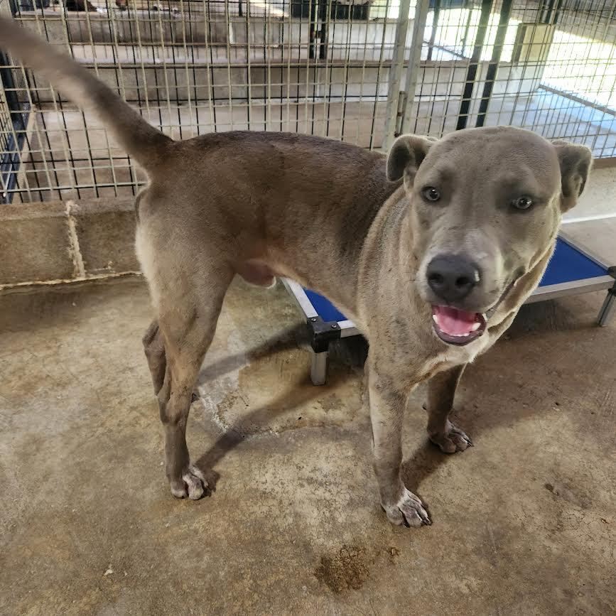 Koda, Adoptable, Young Male Pit Bull Terrier.