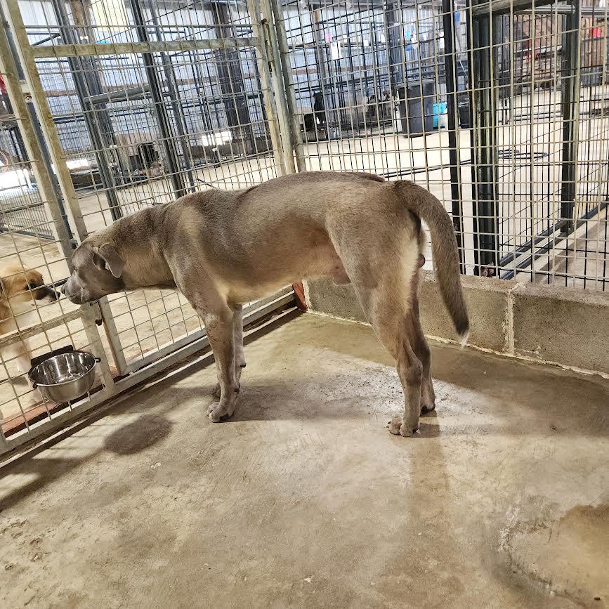 Koda, a Adoptable mixed breed in Marshall, AR image 2/5