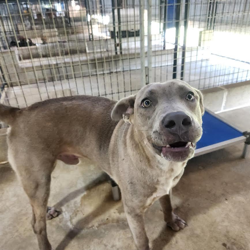 Koda, a Adoptable mixed breed in Marshall, AR image 3/5