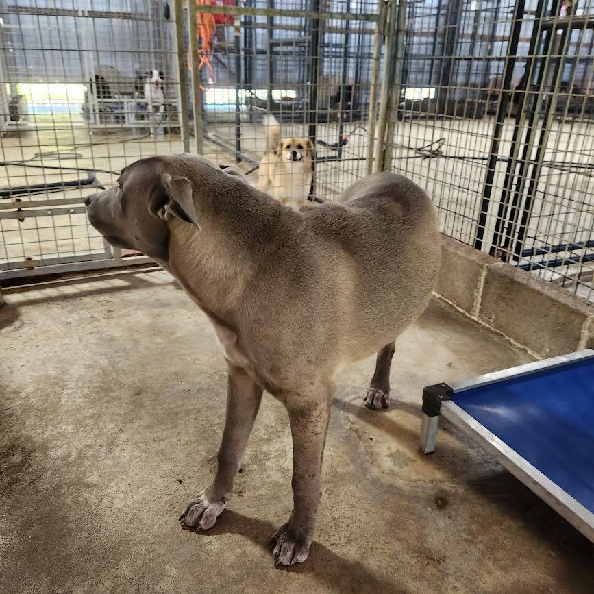 Koda, a Adoptable mixed breed in Marshall, AR image 4/5