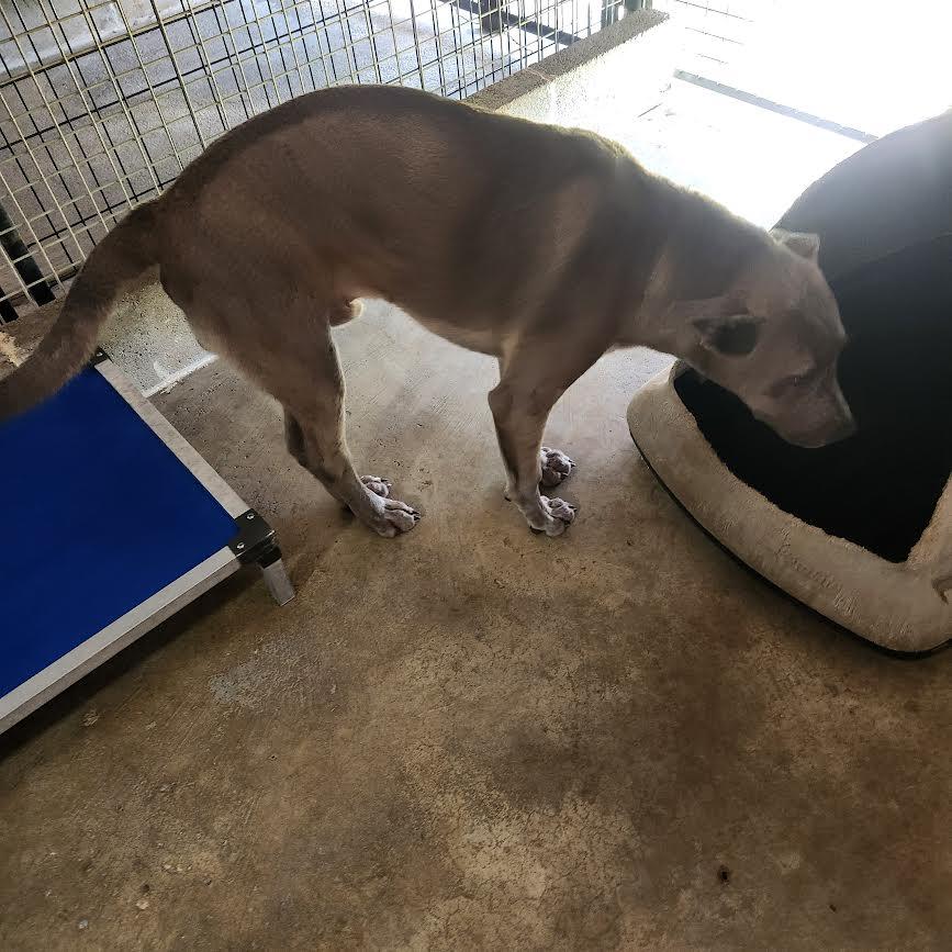 Koda, a Adoptable mixed breed in Marshall, AR image 5/5