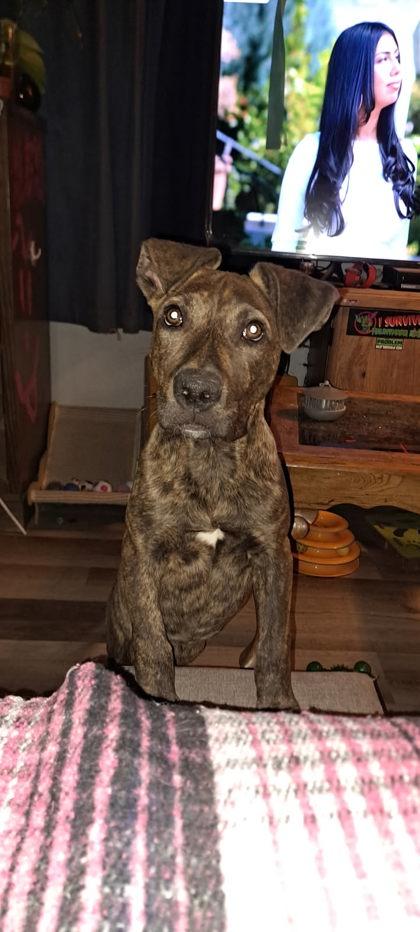Porter, Adoptable, Puppy Male Pit Bull Terrier & Mixed Breed.