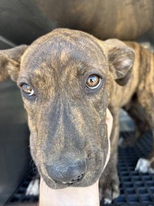 Enlarge Porter, a Adoptable mixed breed in Fresno, CA image 2/3