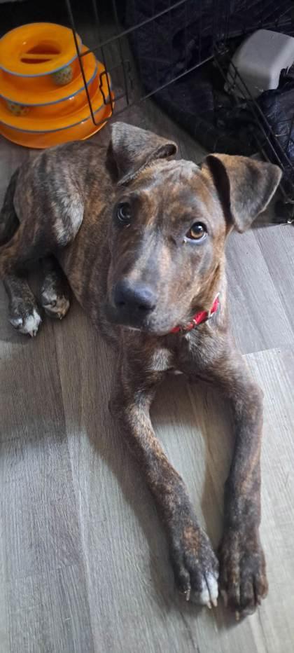 Enlarge Porter, a Adoptable mixed breed in Fresno, CA image 3/3