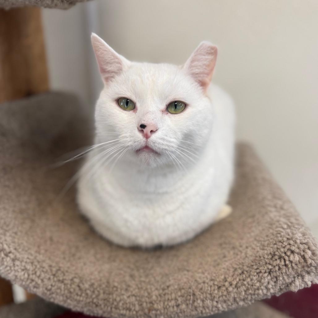 Banjo, a Adoptable Domestic Short Hair in Easton, PA image 1/6