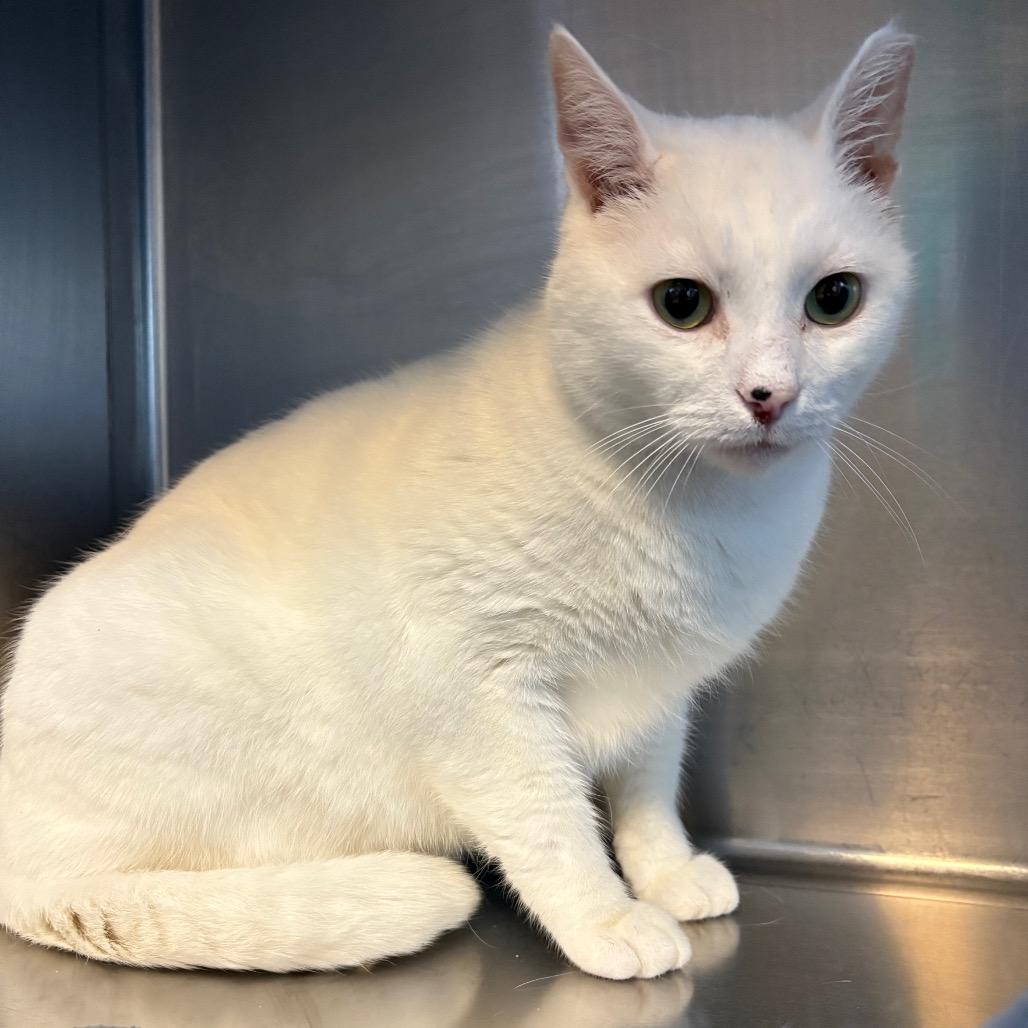 Banjo, Adoptable, Adult Male Domestic Short Hair.